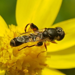 Syritta pipiens