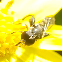 Syritta pipiens