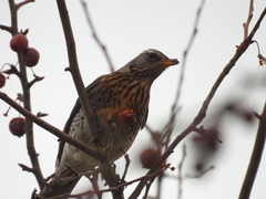 Turdus pilaris
