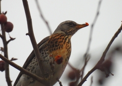 Turdus pilaris