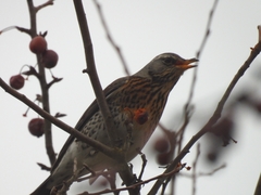 Turdus pilaris