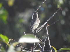 Haemorhous mexicanus