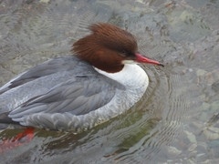 Mergus merganser