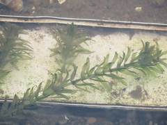 Hydrilla verticillata