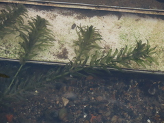 Hydrilla verticillata