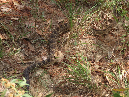 Tehuantepec Isthmus Neotropical Rattlesnake