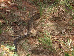 Crotalus ehecatl