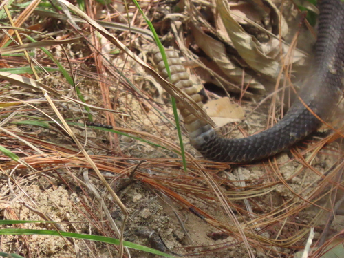 Tehuantepec Isthmus Neotropical Rattlesnake