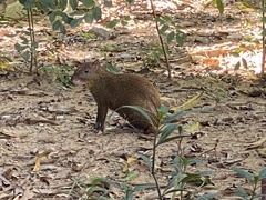 Dasyprocta ruatanica