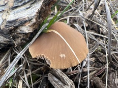 Pennatae