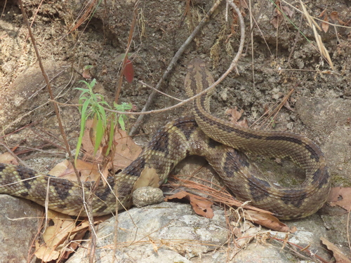 Tehuantepec Isthmus Neotropical Rattlesnake