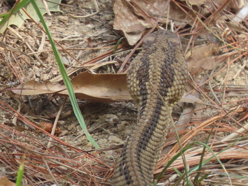 Tehuantepec Isthmus Neotropical Rattlesnake