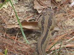 Crotalus ehecatl