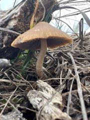 Pennatae