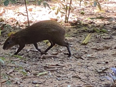 Dasyprocta ruatanica