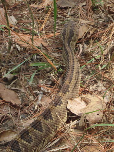 Tehuantepec Isthmus Neotropical Rattlesnake