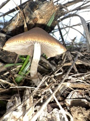 Pennatae