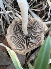 Pennatae
