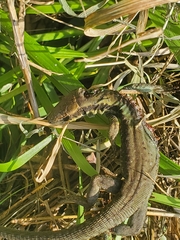 Phoenicolacerta laevis