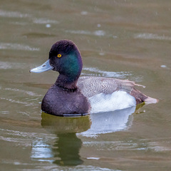 Aythya affinis