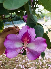 Bauhinia variegata