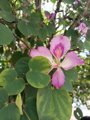 Bauhinia variegata