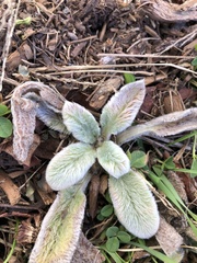 Stachys byzantina