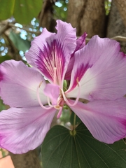 Bauhinia variegata