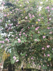 Bauhinia variegata