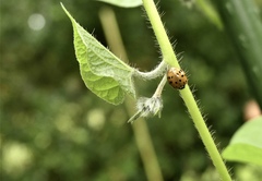 Harmonia axyridis