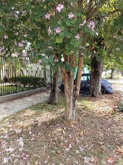 Bauhinia variegata