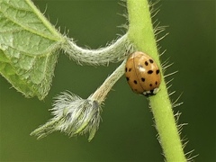 Harmonia axyridis