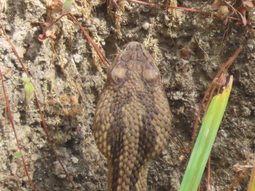 Tehuantepec Isthmus Neotropical Rattlesnake