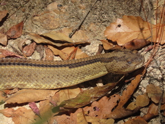 Crotalus ehecatl