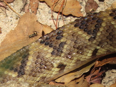 Crotalus ehecatl
