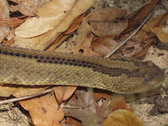 Crotalus ehecatl