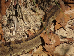 Crotalus ehecatl