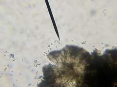 Chaenothecopsis debilis