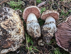 Agaricus vinaceovirens