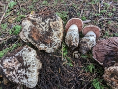 Agaricus vinaceovirens