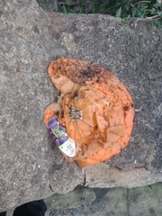 Cucurbita maxima maxima