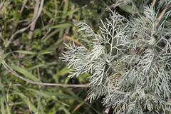Artemisia arborescens
