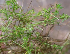 Galium divaricatum