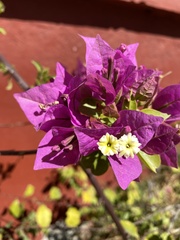 Euphorbia pulcherrima