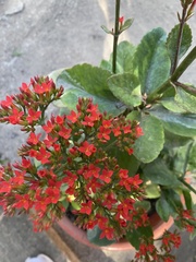Kalanchoe