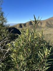 Ornithostaphylos oppositifolia