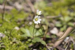 Draba praecox