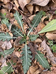 Engelmannia peristenia