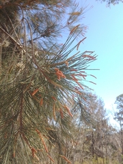 Casuarina cunninghamiana