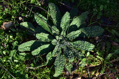 Echium vulgare pustulatum
